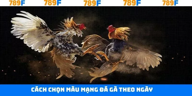 Khám phá các cách thực lựa chọn màu mạng đá gà theo ngày Khám phá các cách thực lựa chọn màu mạng đá gà theo ngày