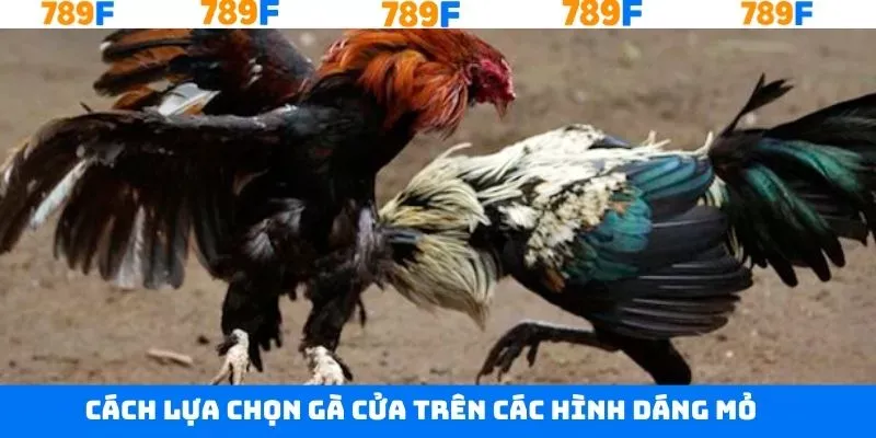 Mẹo chọn gà cửa trên dựa vào hình dáng mỏ Mẹo chọn gà cửa trên dựa vào hình dáng mỏ