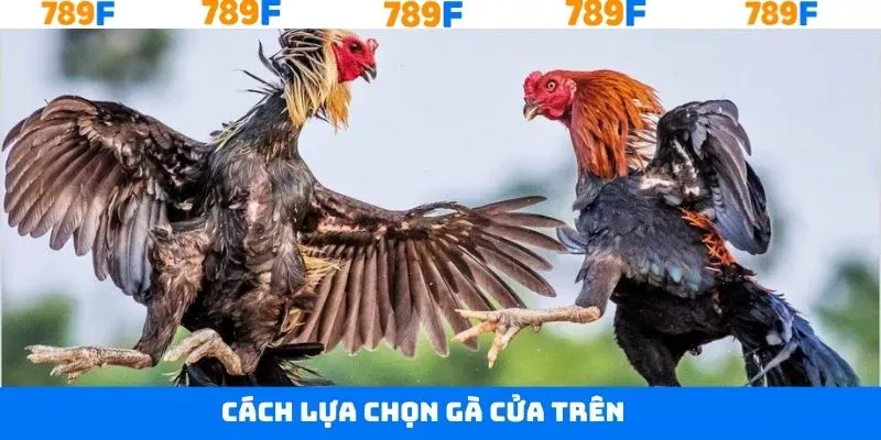 Cách Lựa Chọn Gà Cửa Trên Trăm Trận Trăm Thắng Tại 789F