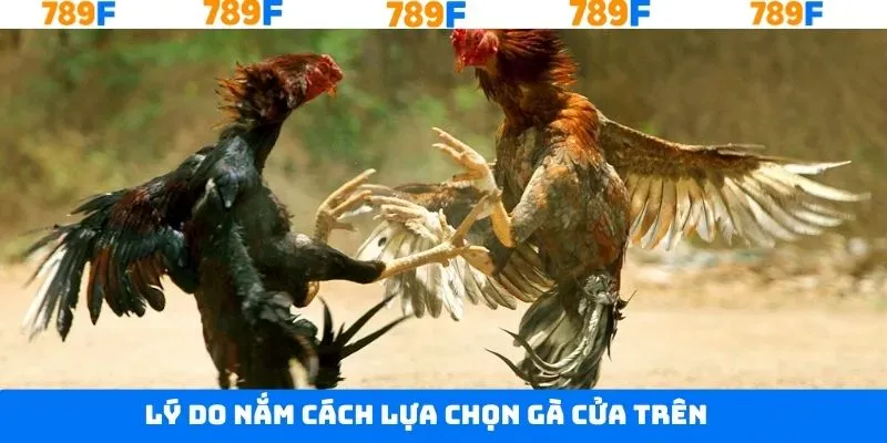 Lý do cần biết cách lựa chọn gà cửa trên Lý do cần biết cách lựa chọn gà cửa trên