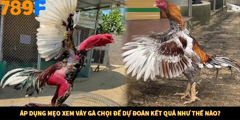 Bí Quyết Đánh Lô Khung 5 Ngày An Toàn Tại Nhà Cái 789F 12 Áp dụng mẹo xem vảy gà chọi để dự đoán kết quả như thế nào?