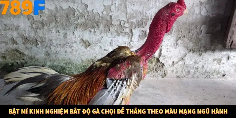 Bí Quyết Đánh Lô Khung 5 Ngày An Toàn Tại Nhà Cái 789F 12 Bật mí kinh nghiệm bắt độ gà chọi dễ thắng theo màu mạng ngũ hành