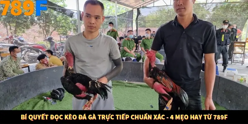 Bí Quyết Đọc Kèo Đá Gà Trực Tiếp Chuẩn Xác - 4 Mẹo Hay Từ 789F