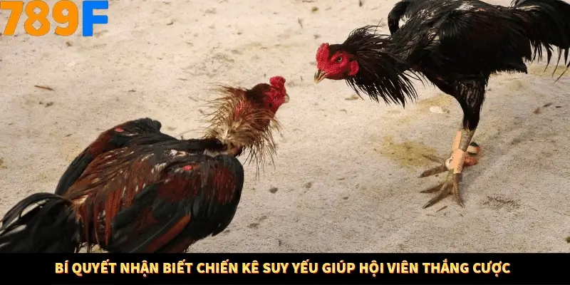 Bí Quyết Đánh Lô Khung 5 Ngày An Toàn Tại Nhà Cái 789F 11 Bí quyết nhận biết chiến kê suy yếu giúp hội viên thắng cược