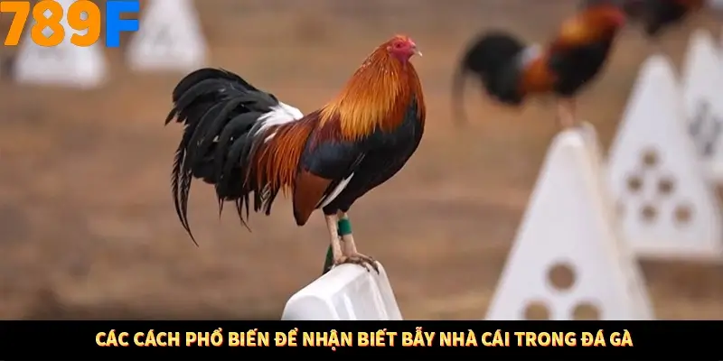 Bí Quyết Đánh Lô Khung 5 Ngày An Toàn Tại Nhà Cái 789F 12 Các cách phổ biến để nhận biết bẫy nhà cái trong đá gà