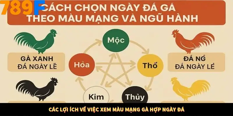 Các lợi ích về việc xem màu mạng gà hợp ngày đá