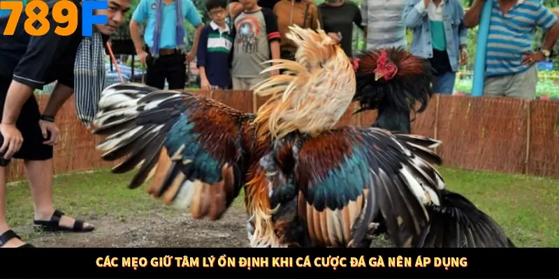 Bí Quyết Đánh Lô Khung 5 Ngày An Toàn Tại Nhà Cái 789F 11 Các mẹo giữ tâm lý ổn định khi cá cược đá gà nên áp dụng