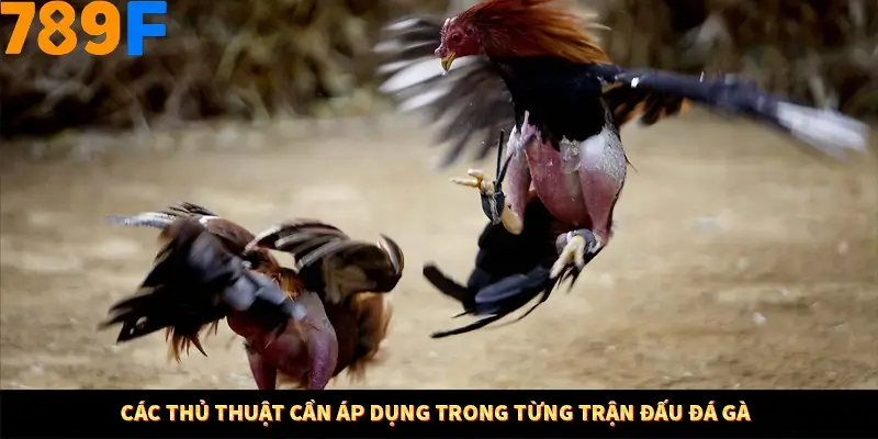 Các thủ thuật cần áp dụng trong từng trận đấu đá gà