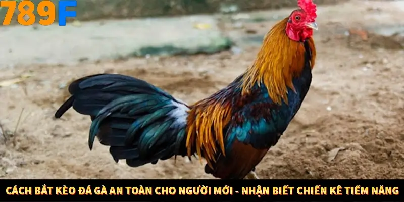 Bí Quyết Đánh Lô Khung 5 Ngày An Toàn Tại Nhà Cái 789F 10 Cách bắt kèo đá gà an toàn cho người mới - Nhận biết chiến kê tiềm năng
