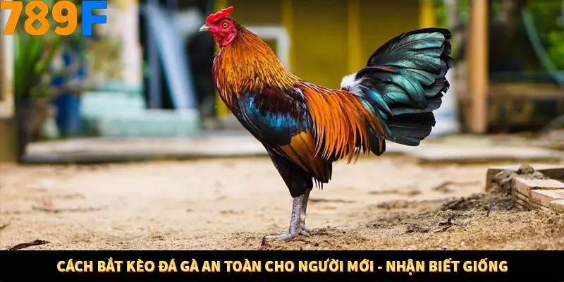 Bí Quyết Đánh Lô Khung 5 Ngày An Toàn Tại Nhà Cái 789F 11 Cách bắt kèo đá gà an toàn cho người mới - Nhận biết giống