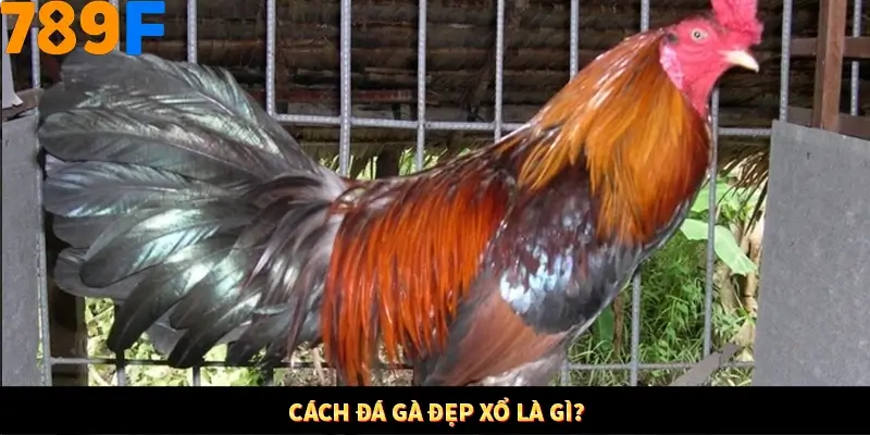 Bí Quyết Đánh Lô Khung 5 Ngày An Toàn Tại Nhà Cái 789F 10 Cách đá gà đẹp xổ là gì?