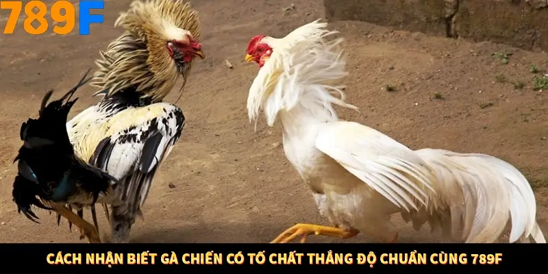 Cách Nhận Biết Gà Chiến Có Tố Chất Thắng Độ Chuẩn Cùng 789F