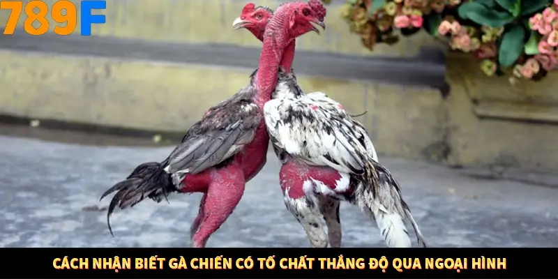Bí Quyết Đánh Lô Khung 5 Ngày An Toàn Tại Nhà Cái 789F 10 Cách nhận biết gà chiến có tố chất thắng độ qua ngoại hình