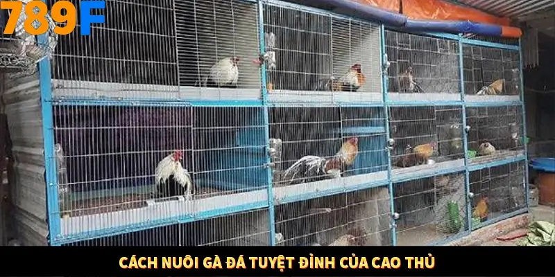 Bí Quyết Đánh Lô Khung 5 Ngày An Toàn Tại Nhà Cái 789F 11 Cách nuôi gà đá tuyệt đỉnh của cao thủ