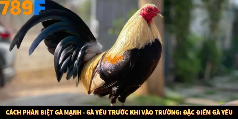 Bí Quyết Đánh Lô Khung 5 Ngày An Toàn Tại Nhà Cái 789F 12 Cách phân biệt gà mạnh - gà yếu trước khi vào trường: Đặc điểm gà yếu