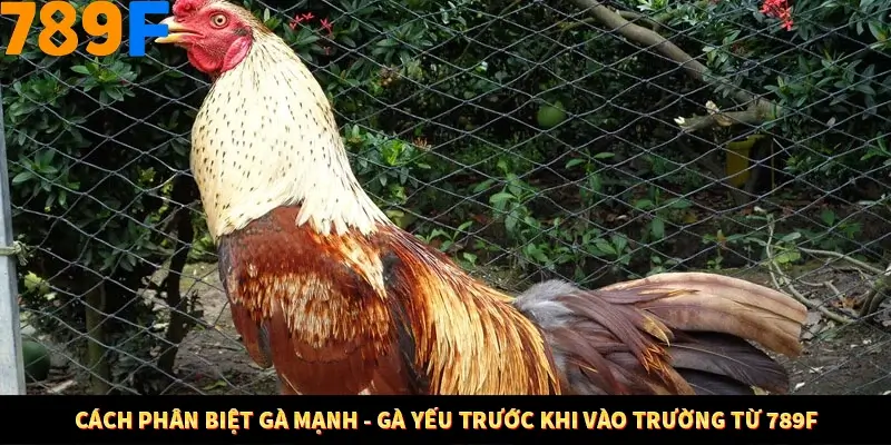 Cách Phân Biệt Gà Mạnh - Gà Yếu Trước Khi Vào Trường Từ 789F