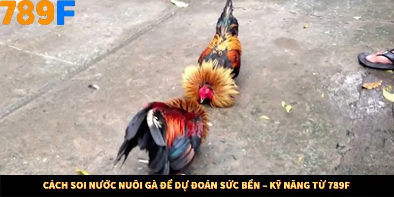 Cách Soi Nước Nuôi Gà Để Dự Đoán Sức Bền – Kỹ Năng Từ 789F 1 Cách Soi Nước Nuôi Gà Để Dự Đoán Sức Bền – Kỹ Năng Từ 789F