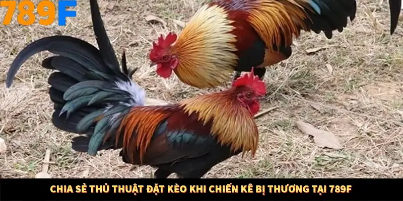 Bí Quyết Đánh Lô Khung 5 Ngày An Toàn Tại Nhà Cái 789F 11 Chia sẻ thủ thuật đặt kèo khi chiến kê bị thương tại 789F
