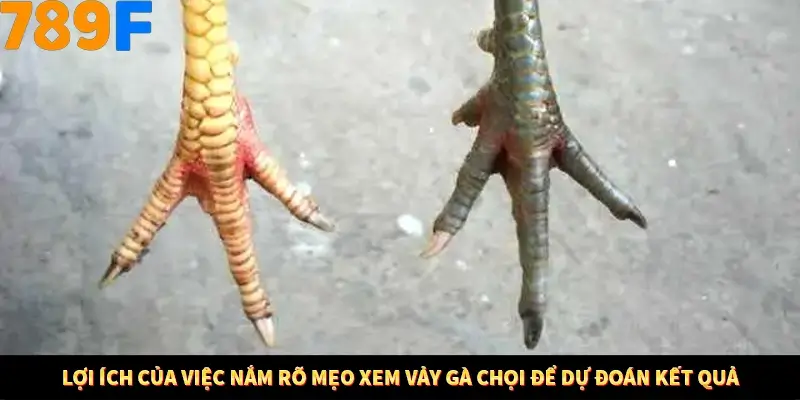 Bí Quyết Đánh Lô Khung 5 Ngày An Toàn Tại Nhà Cái 789F 10 Lợi ích của việc nắm rõ mẹo xem vảy gà chọi để dự đoán kết quả