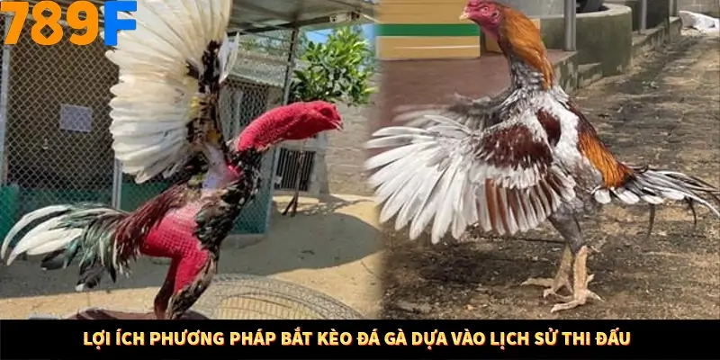 Bí Quyết Đánh Lô Khung 5 Ngày An Toàn Tại Nhà Cái 789F 10 Lợi ích phương pháp bắt kèo đá gà dựa vào lịch sử thi đấu