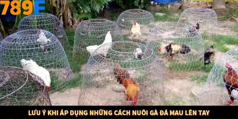 Bí Quyết Đánh Lô Khung 5 Ngày An Toàn Tại Nhà Cái 789F 12 Lưu ý khi áp dụng những cách nuôi gà đá mau lên tay