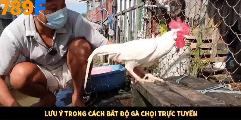 Lưu ý trong cách bắt độ gà chọi trực tuyến
