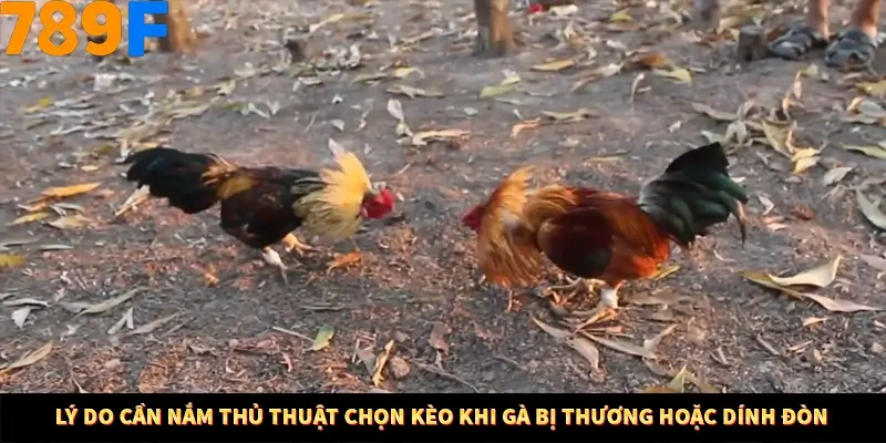 Bí Quyết Đánh Lô Khung 5 Ngày An Toàn Tại Nhà Cái 789F 10 Lý do cần nắm thủ thuật chọn kèo khi gà bị thương hoặc dính đòn