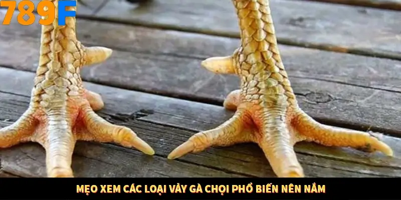 Bí Quyết Đánh Lô Khung 5 Ngày An Toàn Tại Nhà Cái 789F 11 Mẹo xem các loại vảy gà chọi phổ biến nên nắm