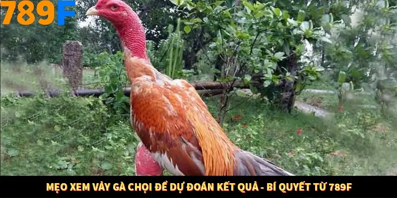 Mẹo Xem Vảy Gà Chọi Để Dự Đoán Kết Quả - Bí Quyết Từ 789F