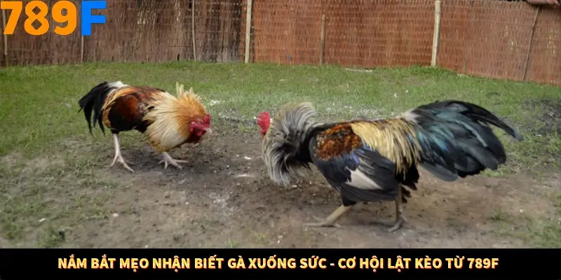 Nắm Bắt Mẹo Nhận Biết Gà Xuống Sức - Cơ Hội Lật Kèo Từ 789F 2 Nắm Bắt Mẹo Nhận Biết Gà Xuống Sức - Cơ Hội Lật Kèo Từ 789F