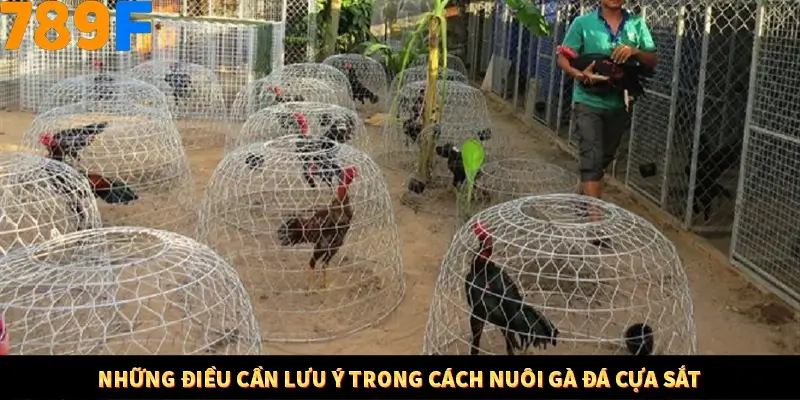 Bí Quyết Đánh Lô Khung 5 Ngày An Toàn Tại Nhà Cái 789F 12 Những điều cần lưu ý trong cách nuôi gà đá cựa sắt