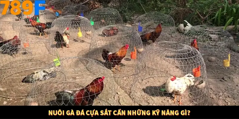 Bí Quyết Đánh Lô Khung 5 Ngày An Toàn Tại Nhà Cái 789F 10 Nuôi gà đá cựa sắt cần những kỹ năng gì?