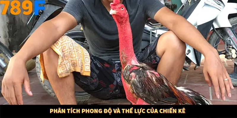 Phân tích phong độ và thể lực của chiến kê