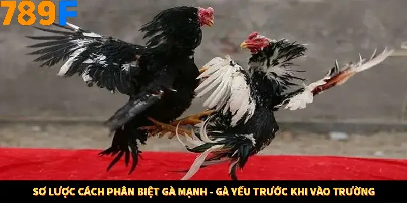 Bí Quyết Đánh Lô Khung 5 Ngày An Toàn Tại Nhà Cái 789F 10 Sơ lược cách phân biệt gà mạnh - gà yếu trước khi vào trường