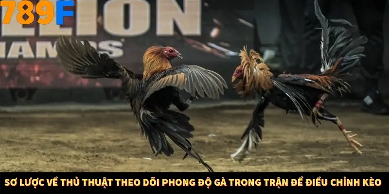 Sơ lược về thủ thuật theo dõi phong độ gà trong trận để điều chỉnh kèo
