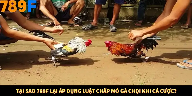 Bí Quyết Đánh Lô Khung 5 Ngày An Toàn Tại Nhà Cái 789F 12 Tại sao 789F lại áp dụng luật chấp mỏ gà chọi khi cá cược?