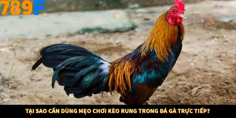Tại sao cần dùng mẹo chơi kèo rung trong đá gà trực tiếp?