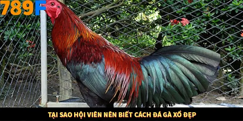 Bí Quyết Đánh Lô Khung 5 Ngày An Toàn Tại Nhà Cái 789F 11 Tại sao hội viên nên biết cách đá gà xổ đẹp