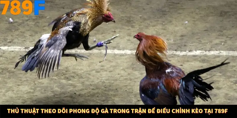 Thủ Thuật Theo Dõi Phong Độ Gà Trong Trận Tại 789F 3 Thủ Thuật Theo Dõi Phong Độ Gà Trong Trận Để Điều Chỉnh Kèo Tại 789F