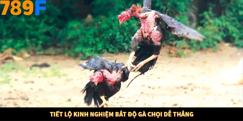 Bí Quyết Đánh Lô Khung 5 Ngày An Toàn Tại Nhà Cái 789F 11 Tiết lộ kinh nghiệm bắt độ gà chọi dễ thắng