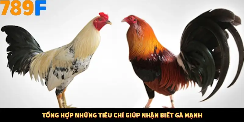 Bí Quyết Đánh Lô Khung 5 Ngày An Toàn Tại Nhà Cái 789F 11 Tổng hợp những tiêu chí giúp nhận biết gà mạnh