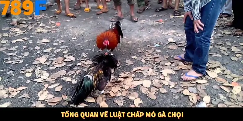 Bí Quyết Đánh Lô Khung 5 Ngày An Toàn Tại Nhà Cái 789F 10 Tổng quan về luật chấp mỏ gà chọi