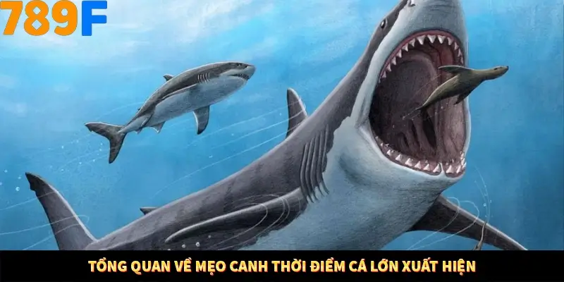 Bí Quyết Đánh Lô Khung 5 Ngày An Toàn Tại Nhà Cái 789F 10 Tổng quan về mẹo canh thời điểm cá lớn xuất hiện