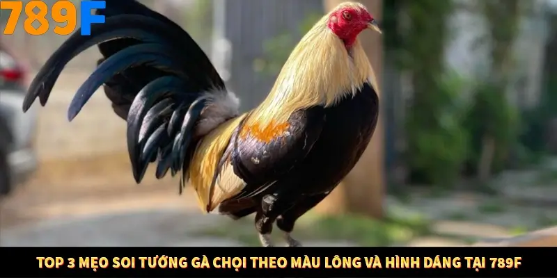 Top 3 Mẹo Soi Tướng Gà Chọi Theo Màu Lông Và Hình Dáng Tại 789F