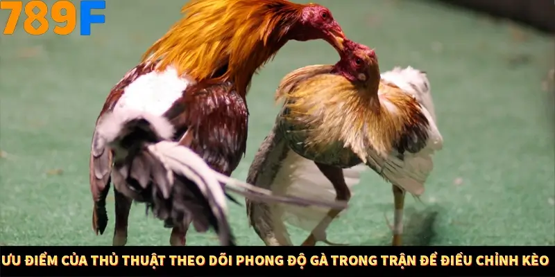 Ưu điểm của thủ thuật theo dõi phong độ gà trong trận để điều chỉnh kèo
