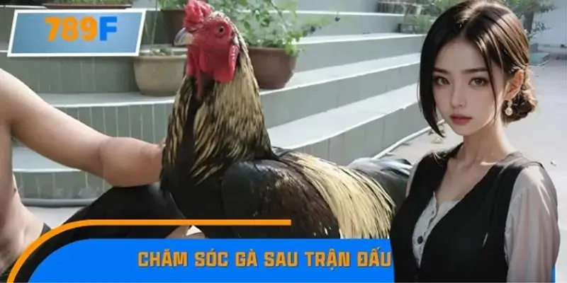Cách Chăm Sóc Gà Sau Trận Đấu Lấy Lại Phong Độ Dễ Dàng 789F 8 Cách Chăm Sóc Gà Sau Trận Đấu Lấy Lại Phong Độ Dễ Dàng