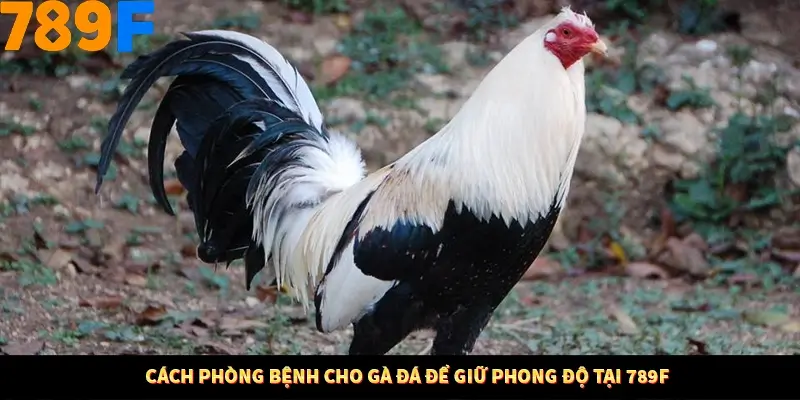 Cách Phòng bệnh Cho Gà Đá Để Giữ Phong Độ Tại 789F