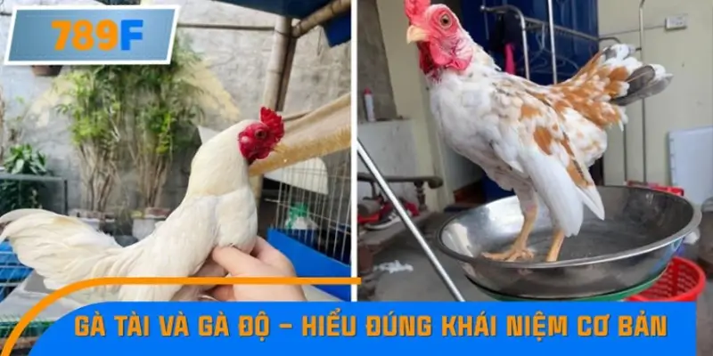 Gà tài và gà độ – Hiểu đúng khái niệm cơ bản