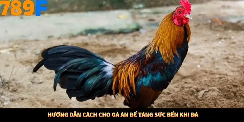 Bí Quyết Đánh Lô Khung 5 Ngày An Toàn Tại Nhà Cái 789F 11 Hướng dẫn cách cho gà ăn để tăng sức bền khi đá