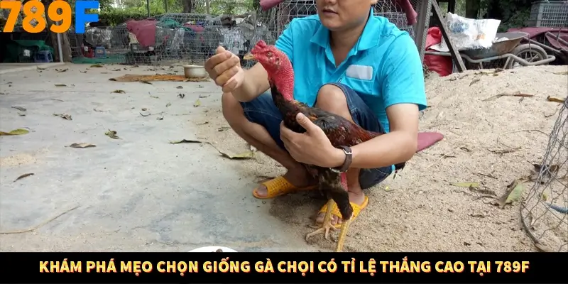 Khám Phá Mẹo Chọn Giống Gà Chọi Có Tỉ Lệ Thắng Cao Tại 789F